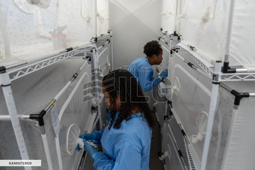 BRAZIL-RIO DE JANEIRO-FIOCRUZ-AEDES AEGYPTI MOSQUITOES-WOLBACHIA