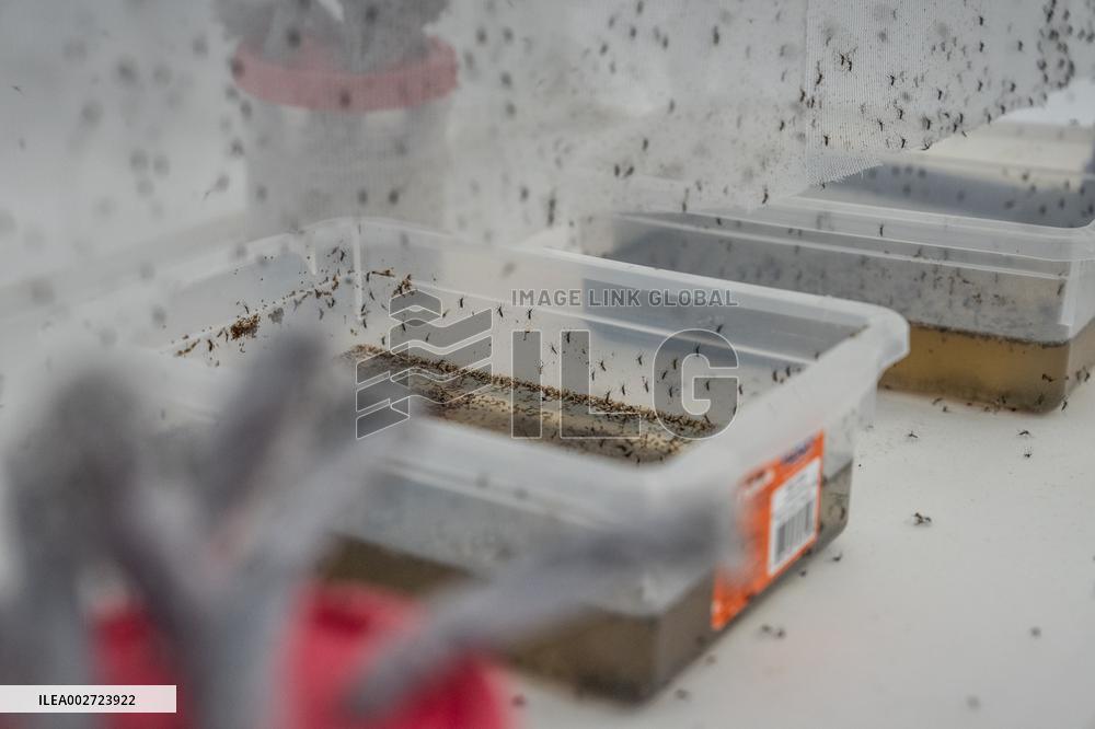 BRAZIL-RIO DE JANEIRO-FIOCRUZ-AEDES AEGYPTI MOSQUITOES-WOLBACHIA