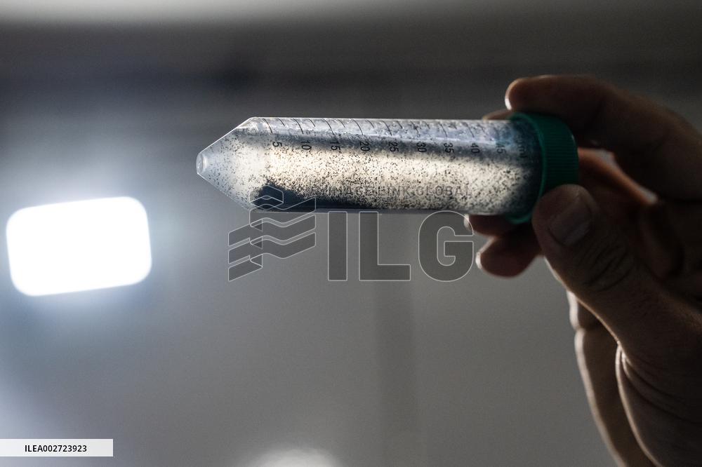 BRAZIL-RIO DE JANEIRO-FIOCRUZ-AEDES AEGYPTI MOSQUITOES-WOLBACHIA