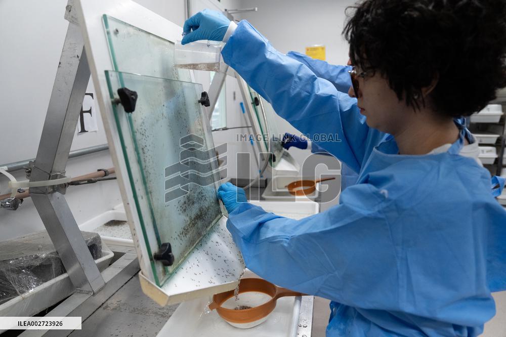 BRAZIL-RIO DE JANEIRO-FIOCRUZ-AEDES AEGYPTI MOSQUITOES-WOLBACHIA
