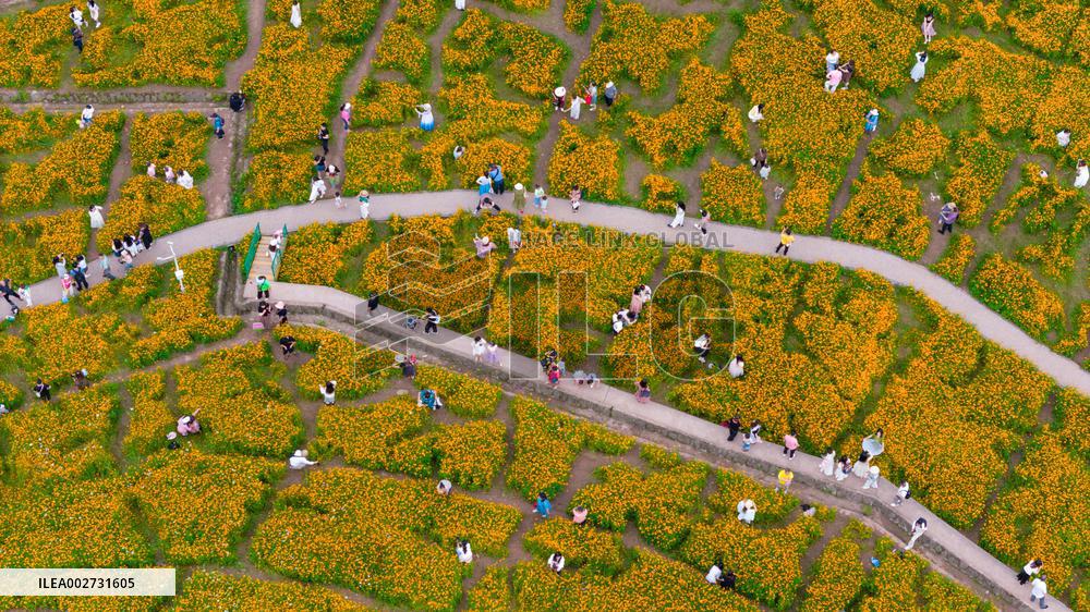 Blooming Sulfur Chrysanthemum in Chongqing