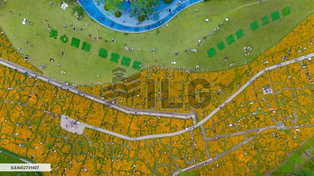 Blooming Sulfur Chrysanthemum in Chongqing