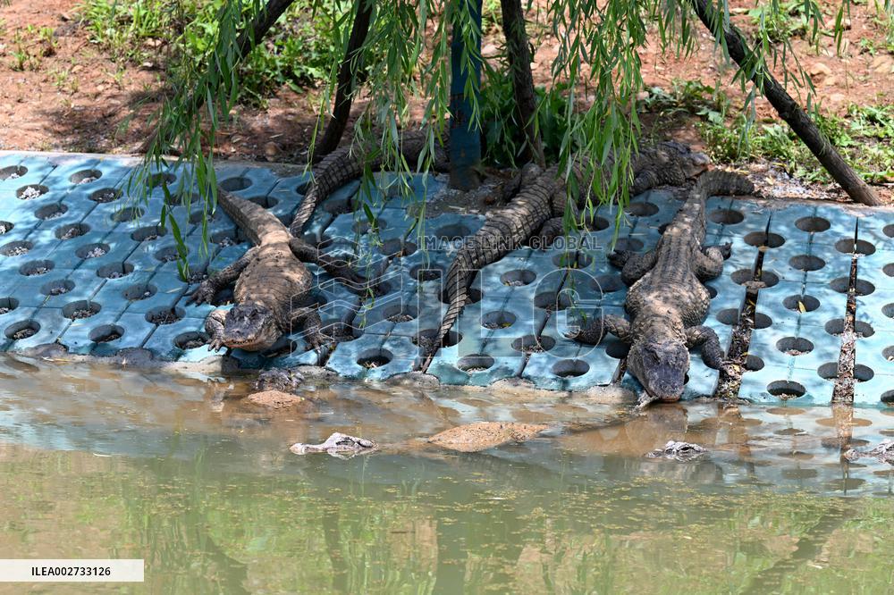 AmazingAnhui | Yangtze alligator guardian in E China nature reserve