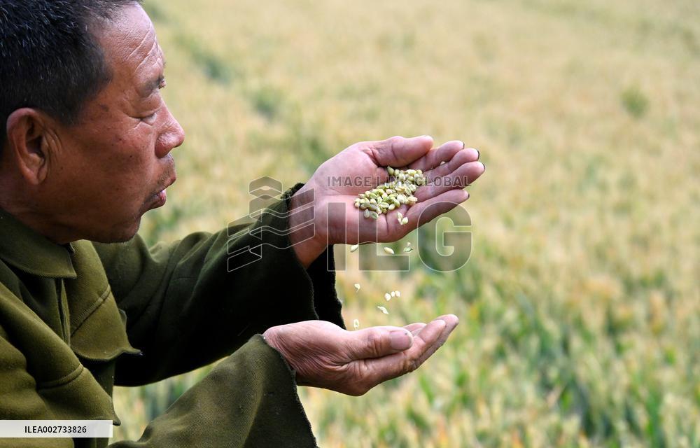 Wheat Harvest in Handan