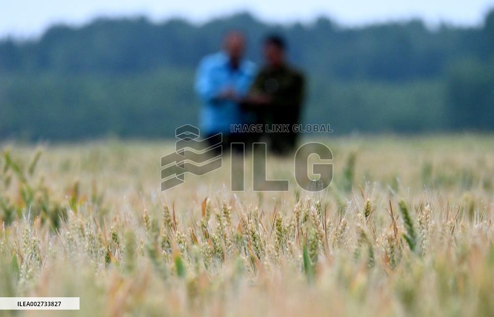 Wheat Harvest in Handan