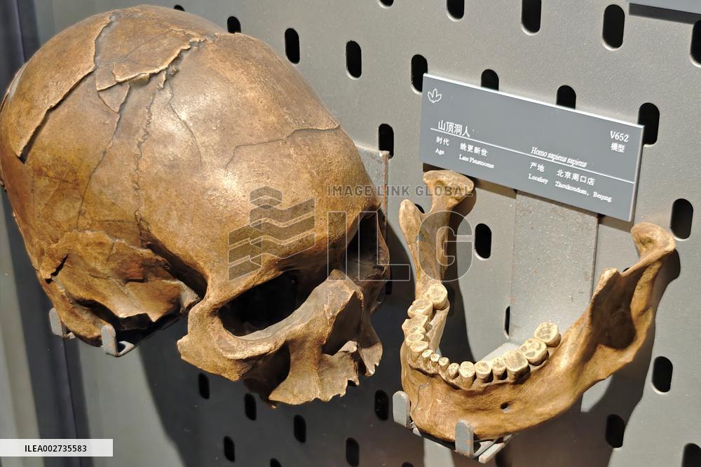 Upper Cave Man Fossil Skull
