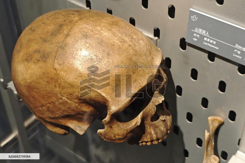 Upper Cave Man Fossil Skull