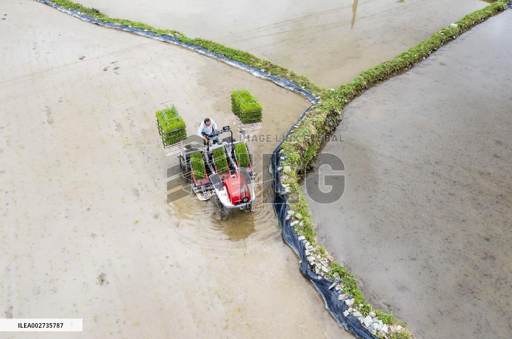 Farmers Cultivate Rice Seedlings in Congjiang