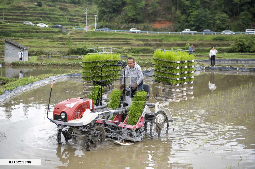 Farmers Cultivate Rice Seedlings in Congjiang