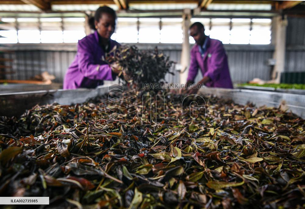 KENYA-TEA HARVEST-PURPLE TEA