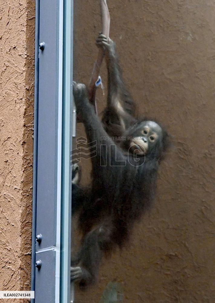 New facility for orangutans at northern Japan zoo