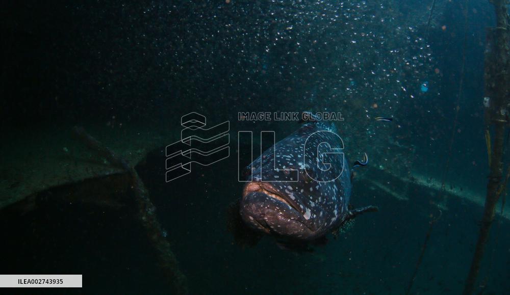 CHINA-HAINAN-SANYA-MARINE RANCH-DEVELOPMENT (CN)