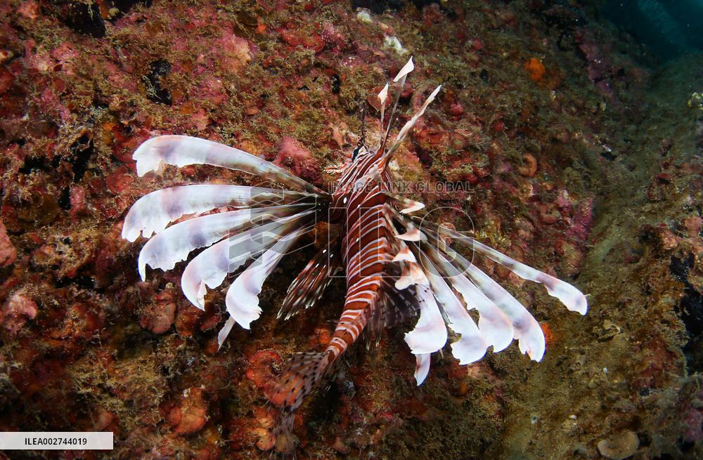 CHINA-HAINAN-SANYA-MARINE RANCH-DEVELOPMENT (CN)