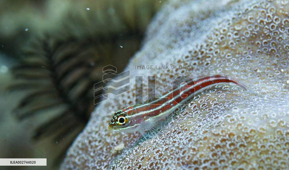 CHINA-HAINAN-SANYA-MARINE RANCH-DEVELOPMENT (CN)