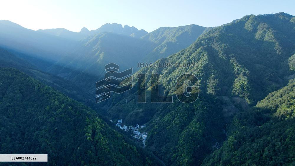 AmazingAnhui | Primate research team of Anhui University protects unique species in Huangshan