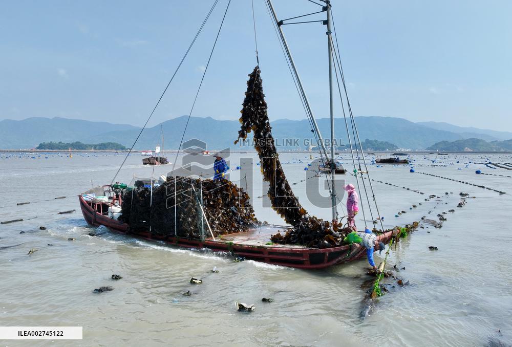 (FujianPano) CHINA-FUJIAN-MARICULTURE (CN)