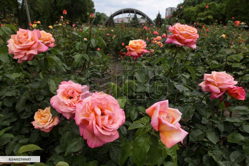 Rose garden in Dnipro