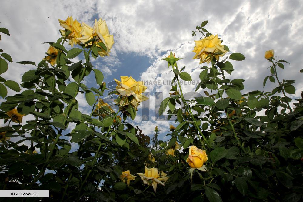Rose garden in Dnipro