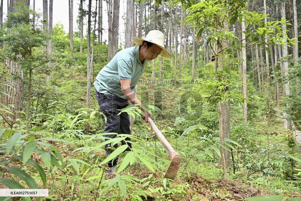 CHINA-FUJIAN-UNDER-FOREST ECONOMY (CN)