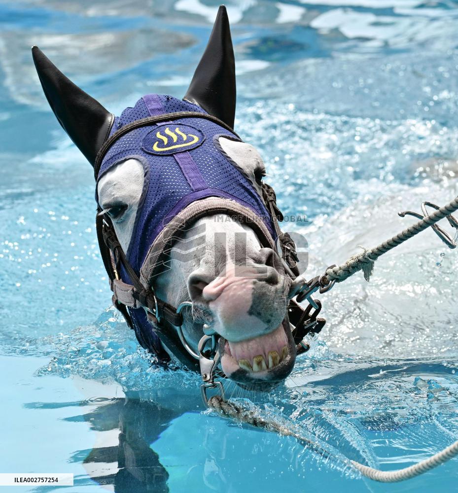 Rehabilitation of injured racing horses