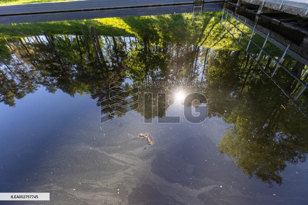 Natural swimming pool