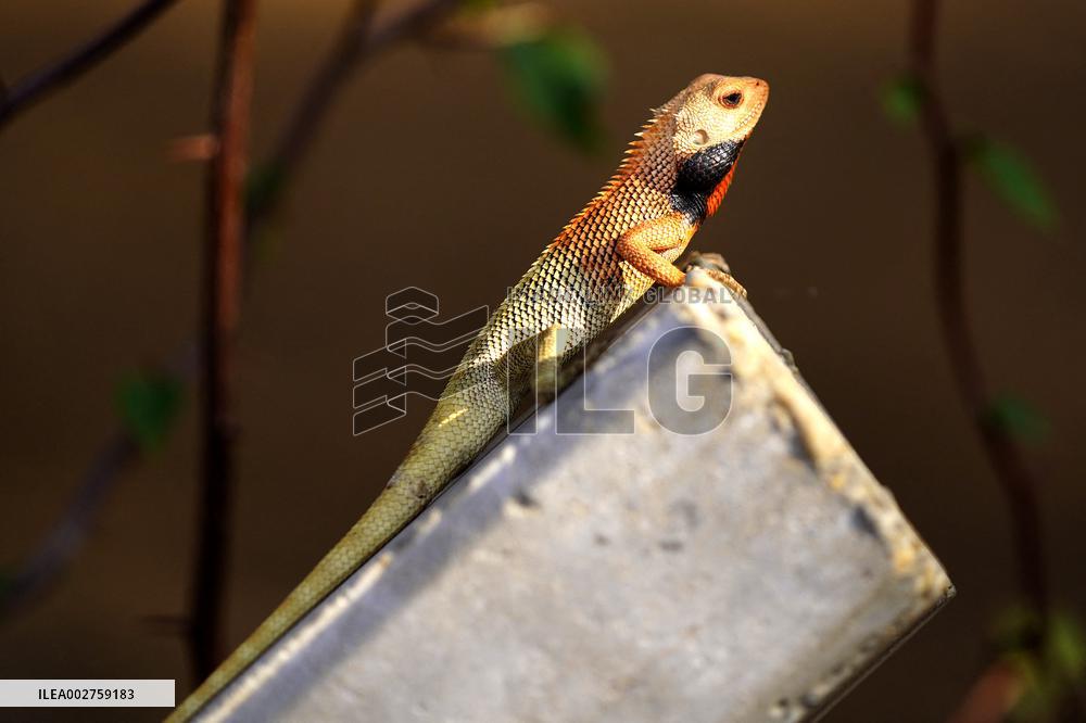 A Chameleon In Desert Of Pushkar - India
