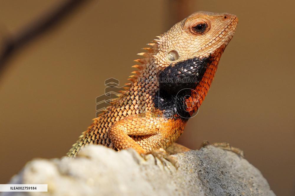 A Chameleon In Desert Of Pushkar - India