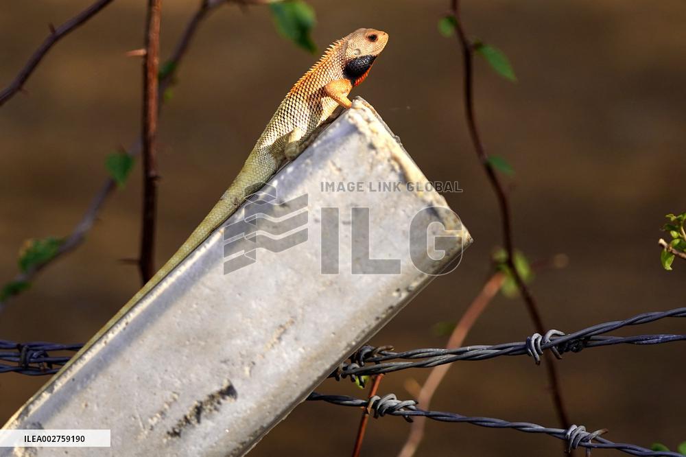 A Chameleon In Desert Of Pushkar - India