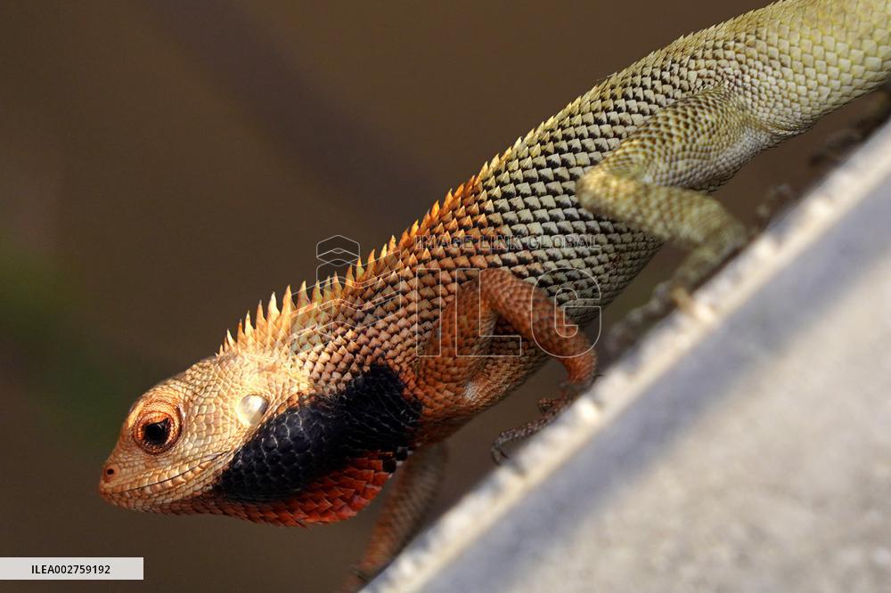 A Chameleon In Desert Of Pushkar - India
