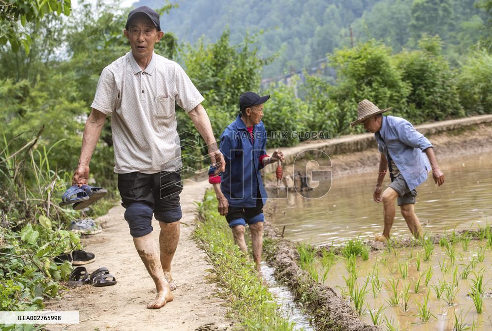 ChineseToday | Art rooted in paddy fields: Yangxi Opera artists in SW China's Chongqing