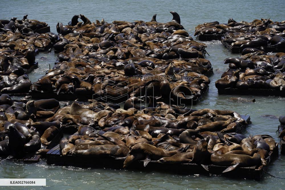 U.S.-SAN FRANCISCO-PIER 39-SEA LIONS-GATHERING