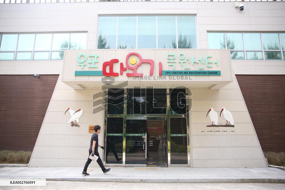 SOUTH KOREA-CHANGNYEOUNG COUNTY-CRESTED IBIS