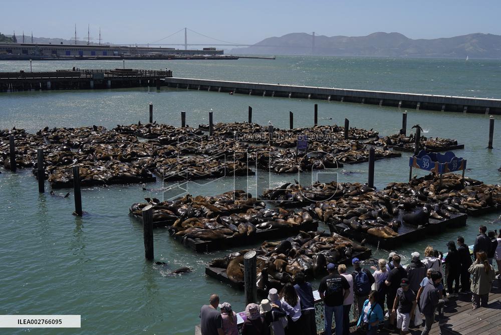 U.S.-SAN FRANCISCO-PIER 39-SEA LIONS-GATHERING