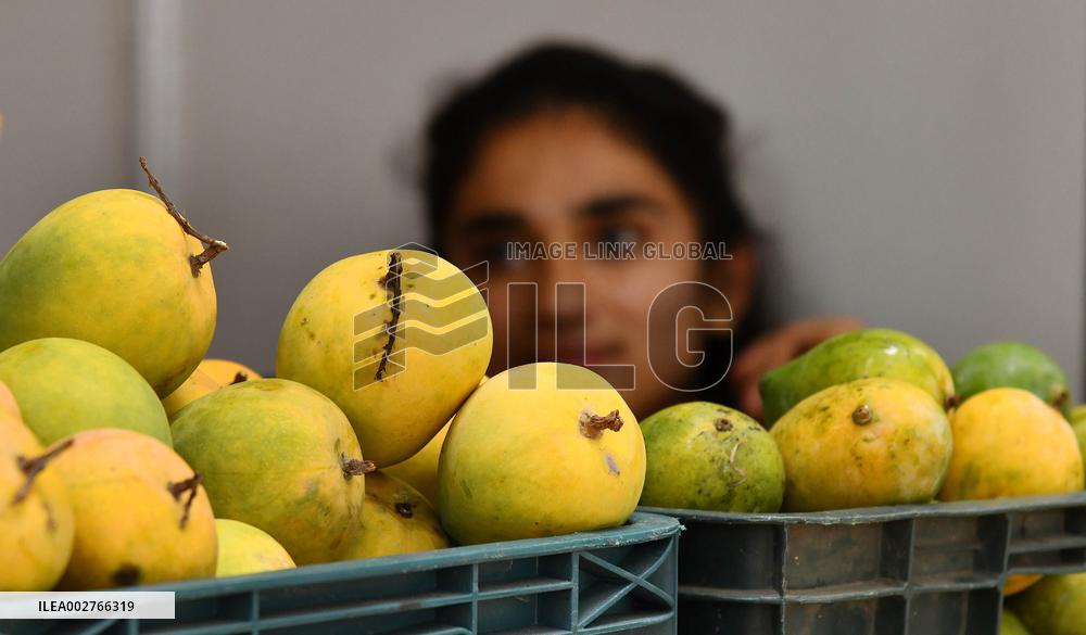 INDIA-BENGALURU-MANGO-FESTIVAL