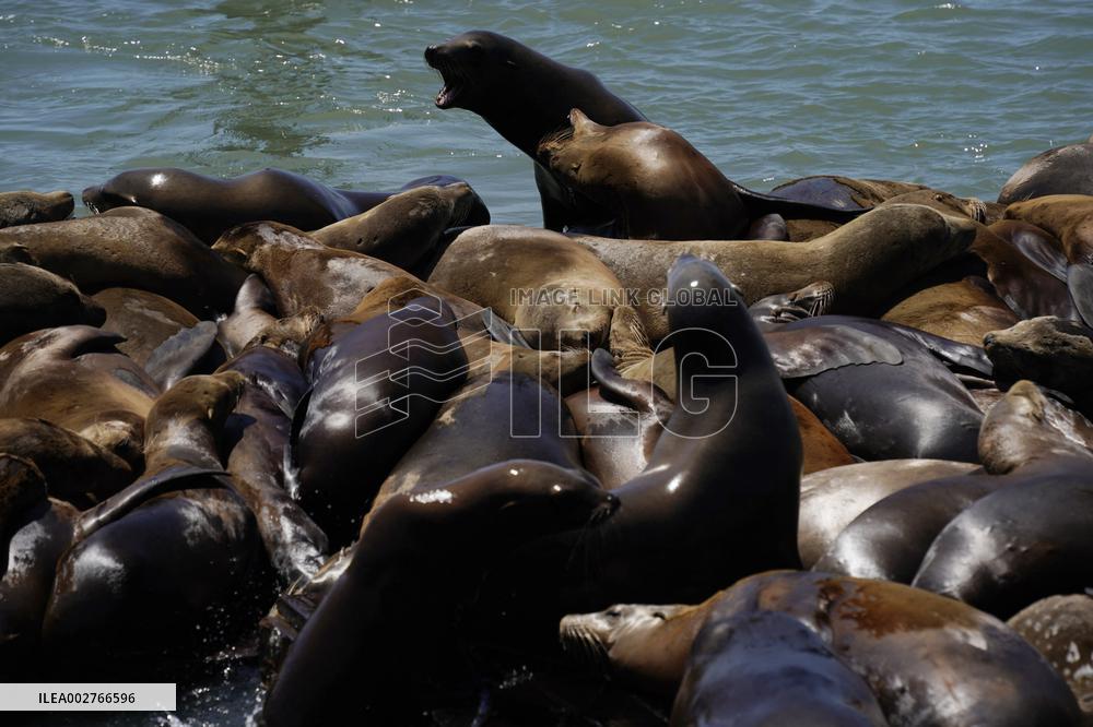Sea Lions Sunbathe On Rafts - San Francisco