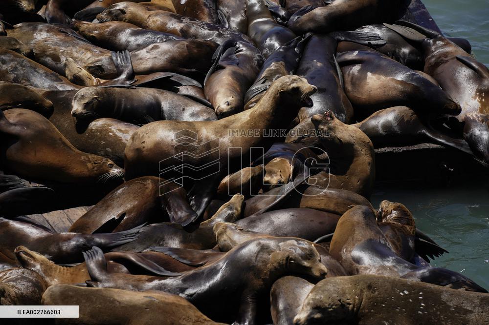 Sea Lions Sunbathe On Rafts - San Francisco
