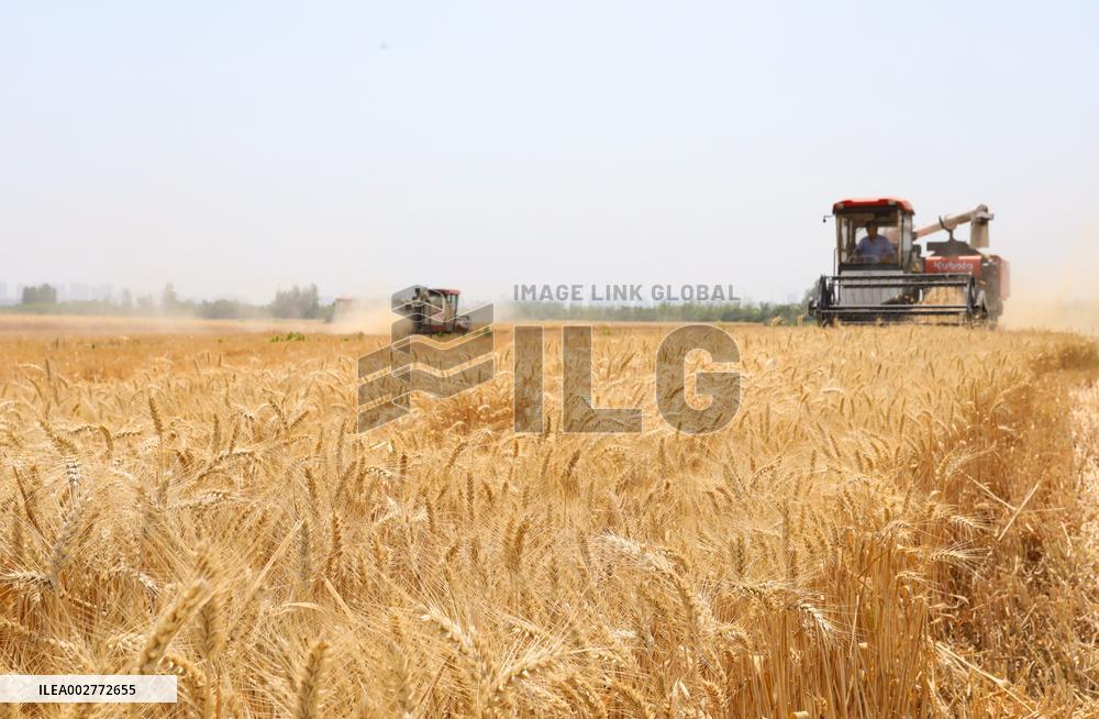 #CHINA-AGRICULTURE-WHEAT-HARVEST (CN)