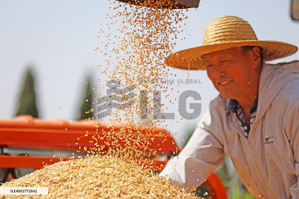 Wheat Harvesting - China