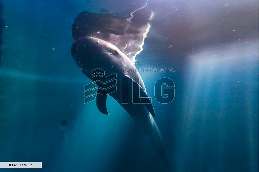 CHINA-HAINAN-SANYA-SHORT-FINNED PILOT WHALE-RELEASE (CN)