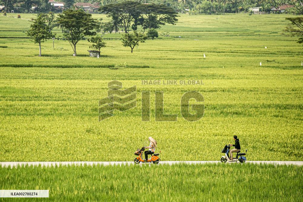 INDONESIA-YOGYAKARTA-DAILY LIFE-PADDY FIELD