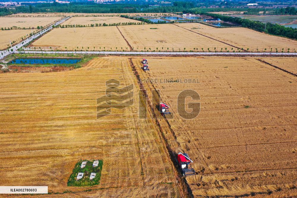 CHINA-HENAN-WHEAT-HARVEST (CN)
