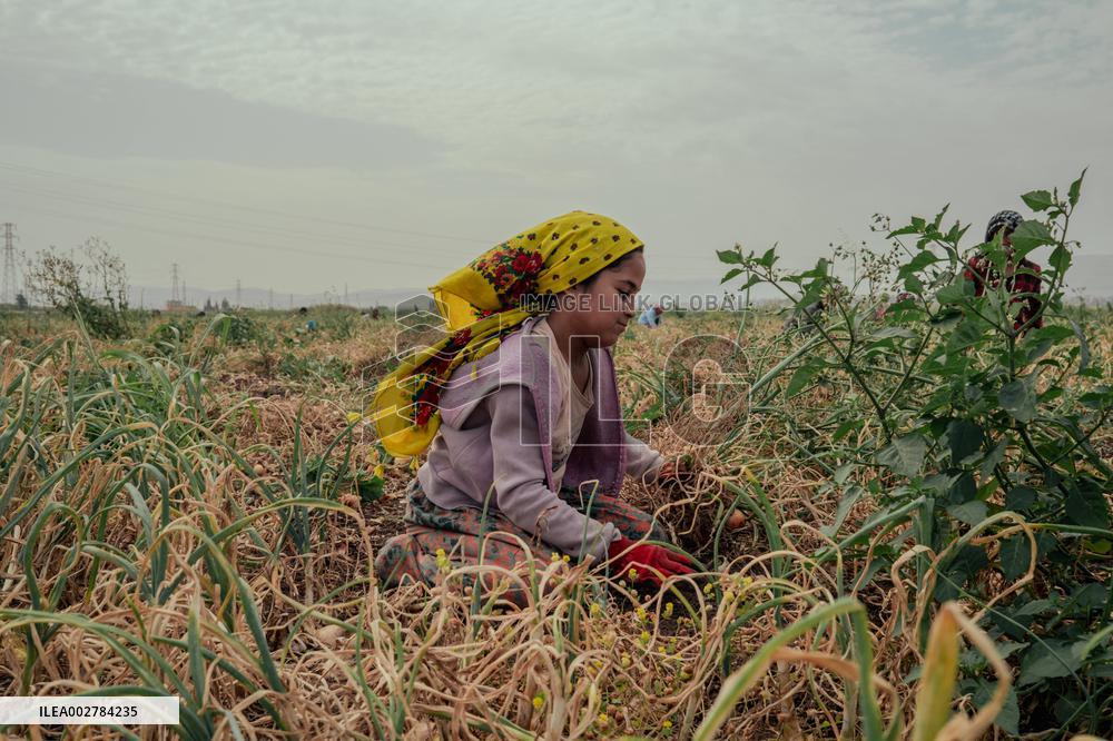 Amik Plain Agriculture Workers - Turkey