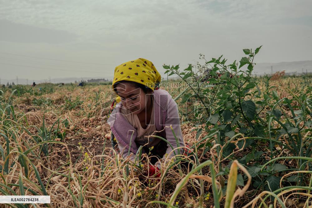 Amik Plain Agriculture Workers - Turkey
