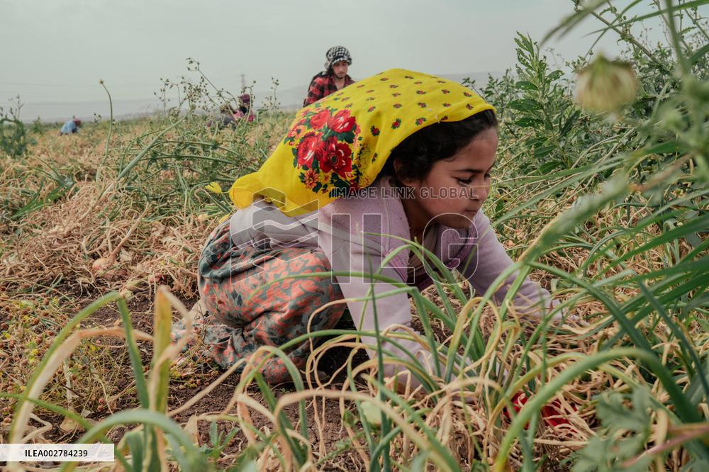 Amik Plain Agriculture Workers - Turkey