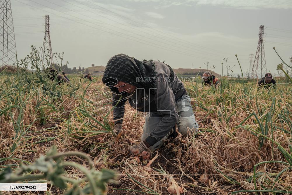 Amik Plain Agriculture Workers - Turkey