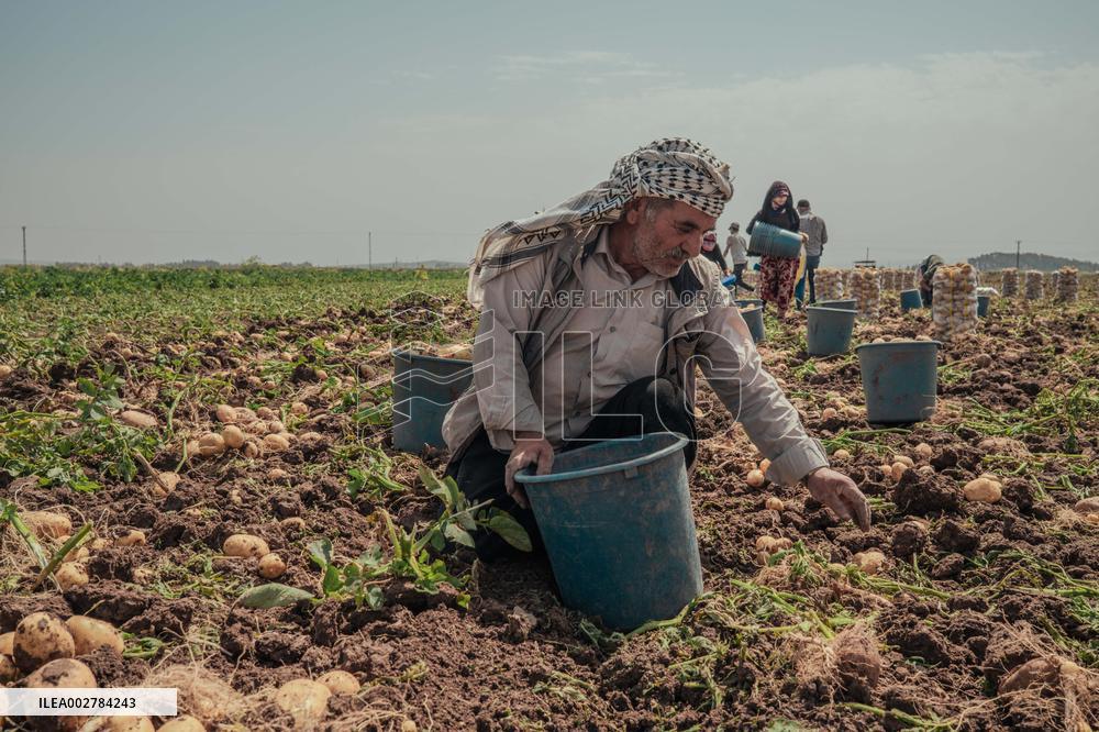 Amik Plain Agriculture Workers - Turkey