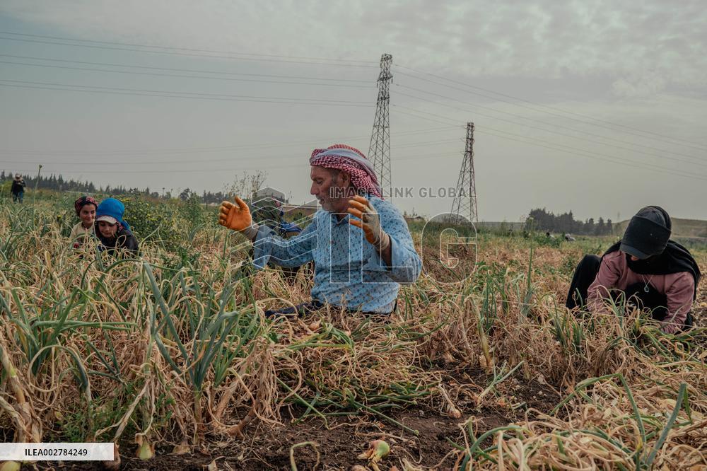 Amik Plain Agriculture Workers - Turkey