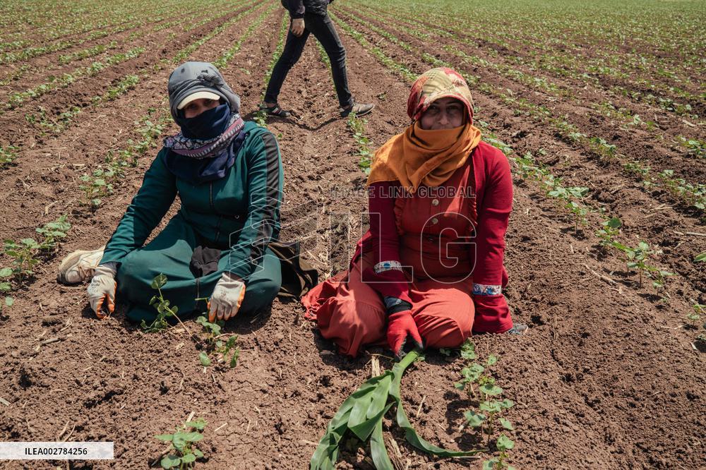 Amik Plain Agriculture Workers - Turkey