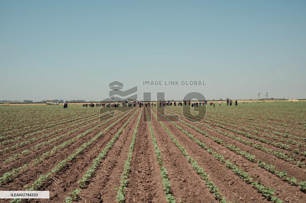 Amik Plain Agriculture Workers - Turkey