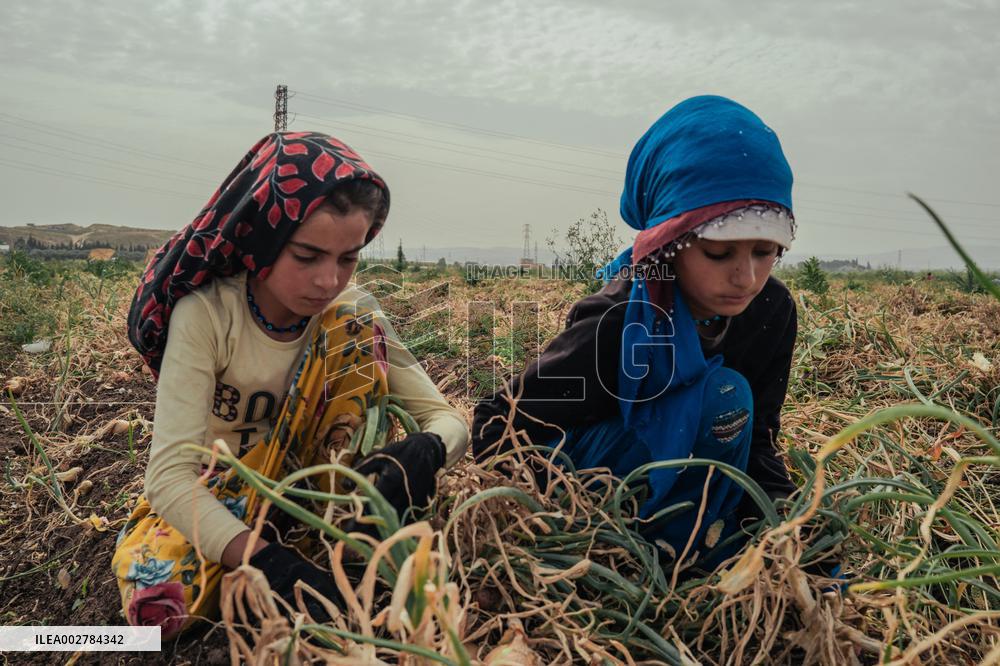 Amik Plain Agriculture Workers - Turkey